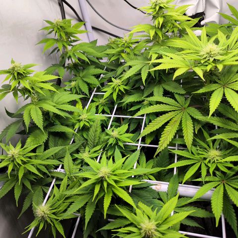 Critical RQS growlog timeline photo