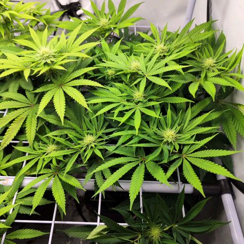 Watermelon RQS growlog timeline photo