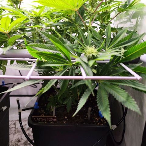 Watermelon RQS growlog timeline photo