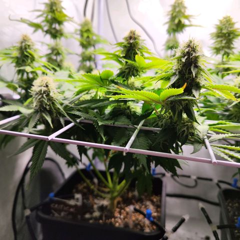 Critical RQS growlog timeline photo