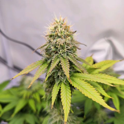 Critical RQS growlog timeline photo