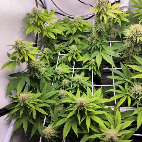 Critical RQS growlog timeline photo