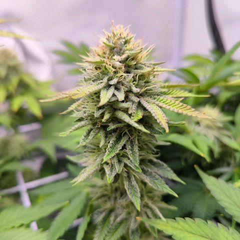Watermelon RQS growlog timeline photo