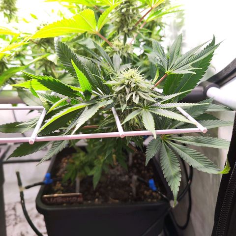 Watermelon RQS growlog timeline photo