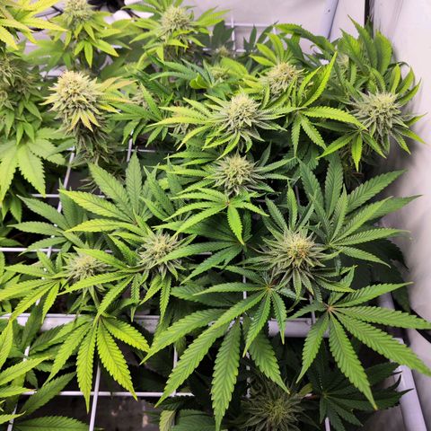 Watermelon RQS growlog timeline photo