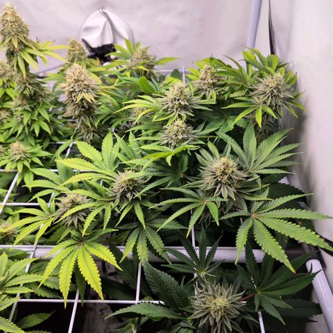 Watermelon RQS growlog timeline photo