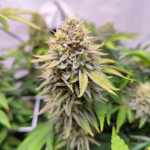 Watermelon RQS growlog timeline photo