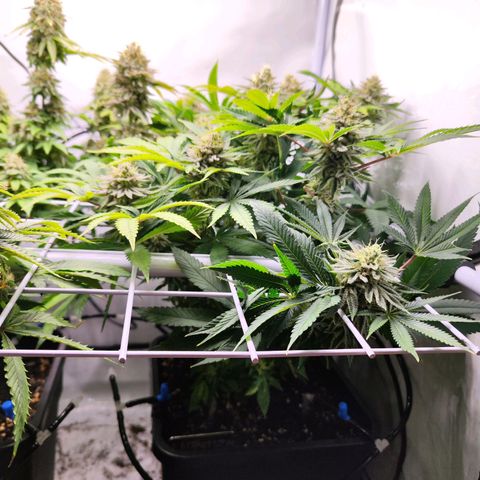 Watermelon RQS growlog timeline photo