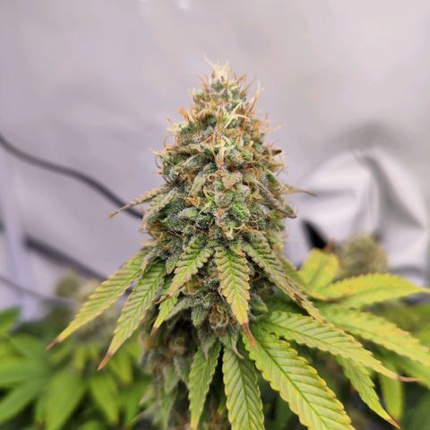 Critical RQS growlog timeline photo