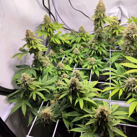 Critical RQS growlog timeline photo