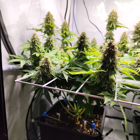 Critical RQS growlog timeline photo