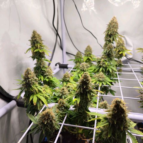 Critical RQS growlog timeline photo