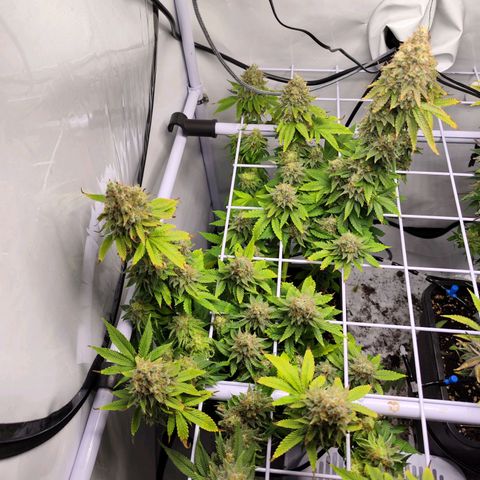 Critical RQS growlog timeline photo