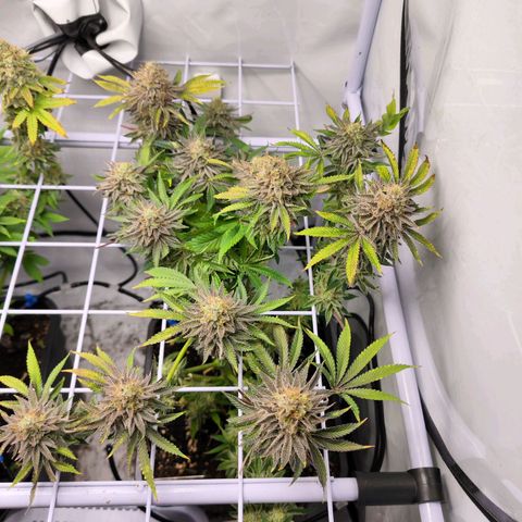Watermelon RQS growlog timeline photo