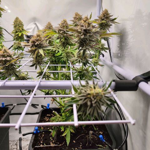 Watermelon RQS growlog timeline photo