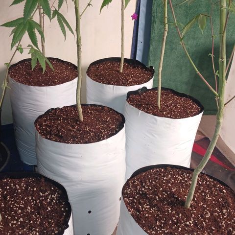GARYPAYTON  growlog photo: Transplant coco peat, 284 gia green and perlite 