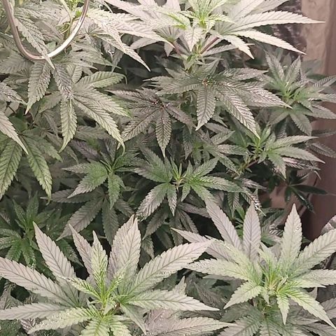 GARYPAYTON  growlog photo: Transplant coco peat, 284 gia green and perlite 