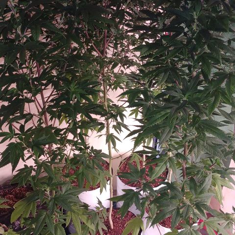 GARYPAYTON  growlog photo: Transplant coco peat, 284 gia green and perlite 