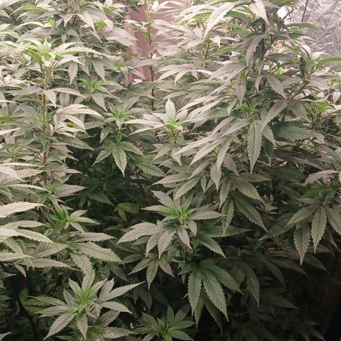 GARYPAYTON  growlog photo: Transplant coco peat, 284 gia green and perlite 