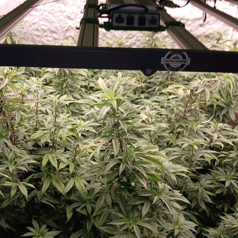 GARYPAYTON  growlog timeline photo