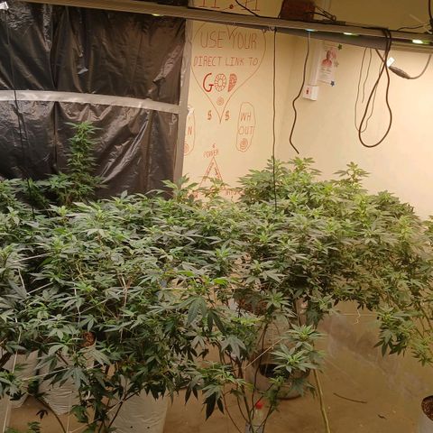 GARYPAYTON  growlog photo: 9 day into flowering
