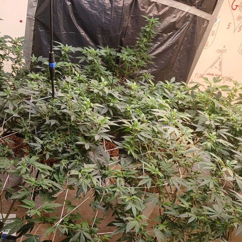 GARYPAYTON  growlog photo: 9 day into flowering
