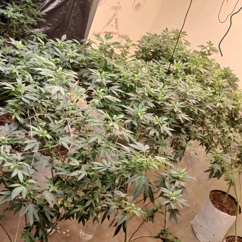 GARYPAYTON  growlog photo: 9 day into flowering
