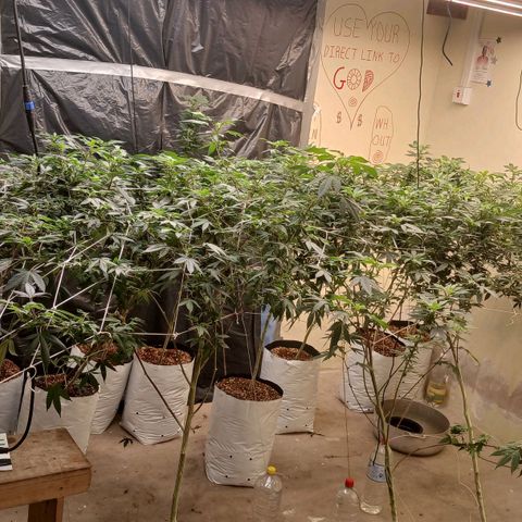 GARYPAYTON  growlog photo: 9 day into flowering
