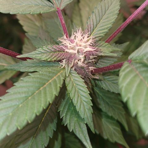 GARYPAYTON  growlog timeline photo
