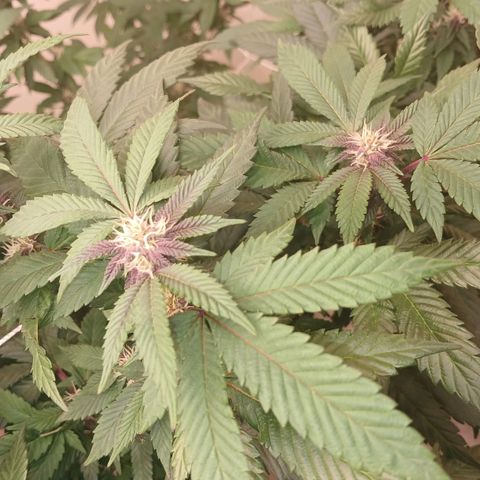 GARYPAYTON  growlog timeline photo