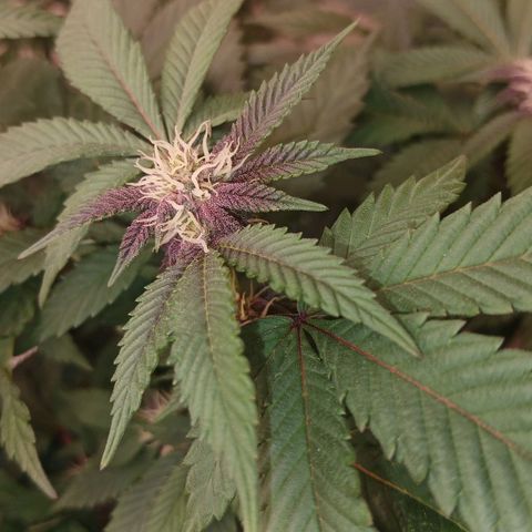 GARYPAYTON  growlog timeline photo