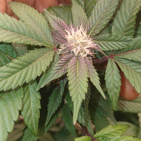 GARYPAYTON  growlog timeline photo