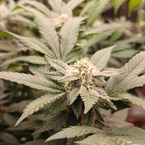 GARYPAYTON  growlog timeline photo