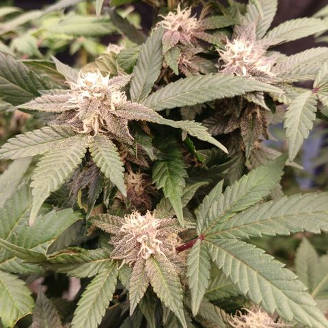GARYPAYTON  growlog timeline photo