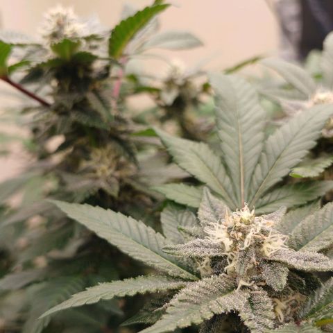 GARYPAYTON  growlog timeline photo
