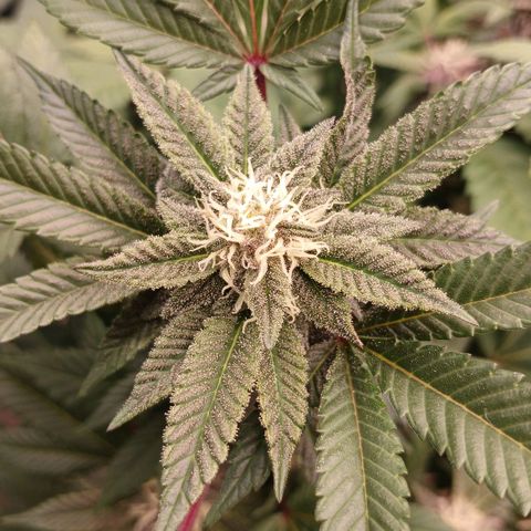 GARYPAYTON  growlog timeline photo