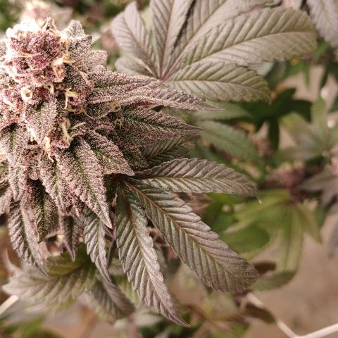 GARYPAYTON  growlog timeline photo