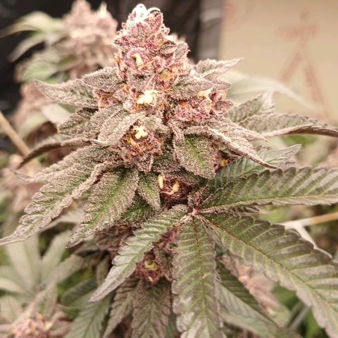 GARYPAYTON  growlog timeline photo