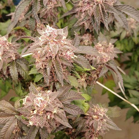 GARYPAYTON  growlog timeline photo