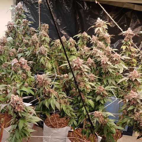 GARYPAYTON  growlog timeline photo