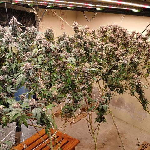 GARYPAYTON  growlog timeline photo