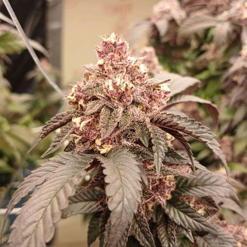 GARYPAYTON  growlog timeline photo