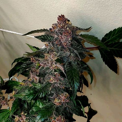 GARYPAYTON  growlog timeline photo