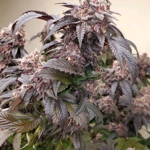 GARYPAYTON  growlog timeline photo