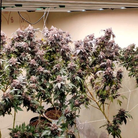 GARYPAYTON  growlog timeline photo
