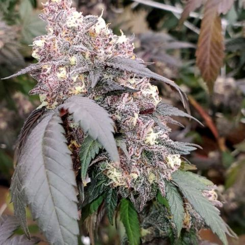 GARYPAYTON  growlog timeline photo