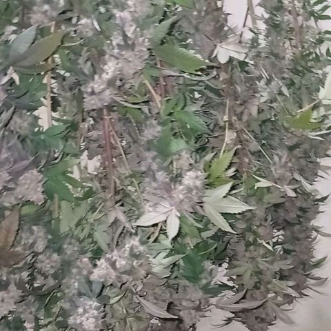GARYPAYTON  growlog timeline photo