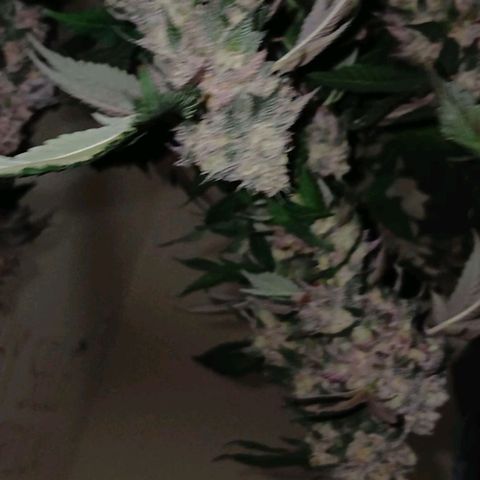 GARYPAYTON  growlog timeline photo