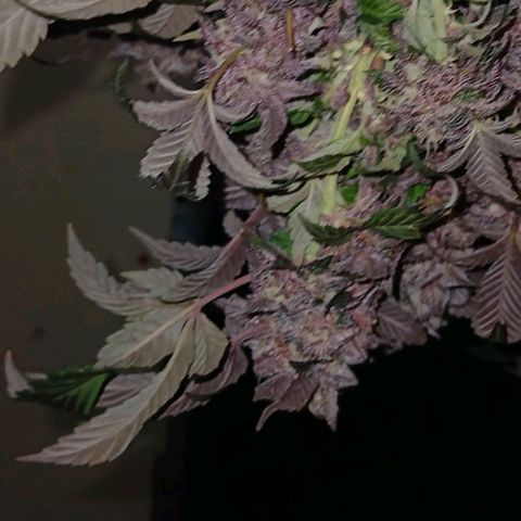 GARYPAYTON  growlog timeline photo