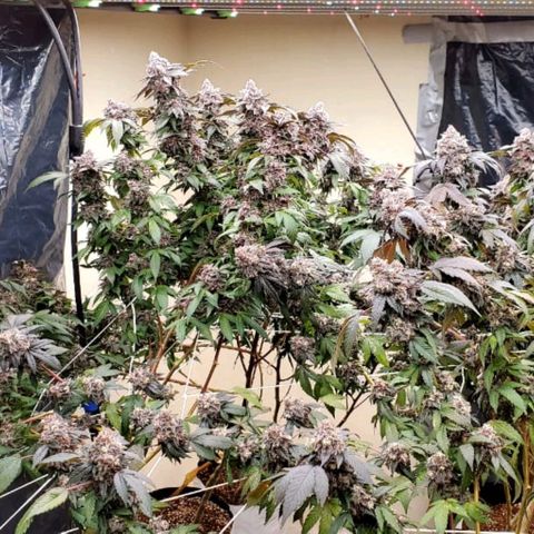 GARYPAYTON  growlog timeline photo